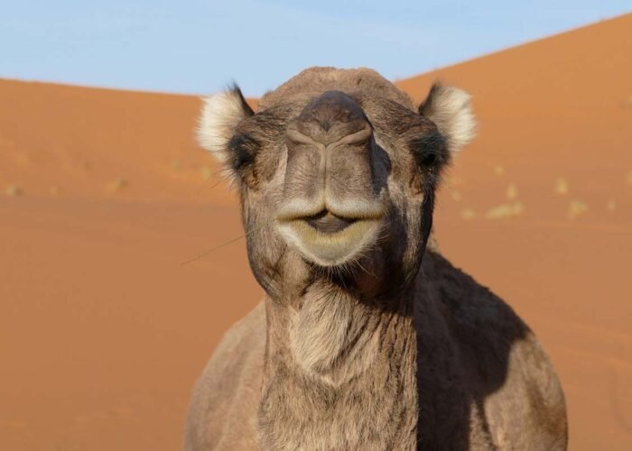 Morocco Desert tour from Agadir