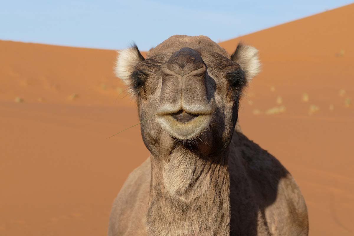 Morocco Desert tour from Agadir