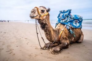 4-Day Morocco Desert tour from Marrakech to Agadir - morocco desert tour from marrakech to agadir , morocco deser tour