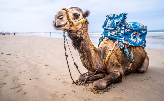 4-Day Morocco Desert tour from Marrakech to Agadir - morocco desert tour from marrakech to agadir , morocco deser tour