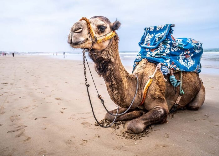 4-Day Morocco Desert tour from Marrakech to Agadir - morocco desert tour from marrakech to agadir , morocco deser tour