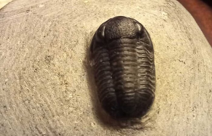 Moroccan Fossils And Minerals